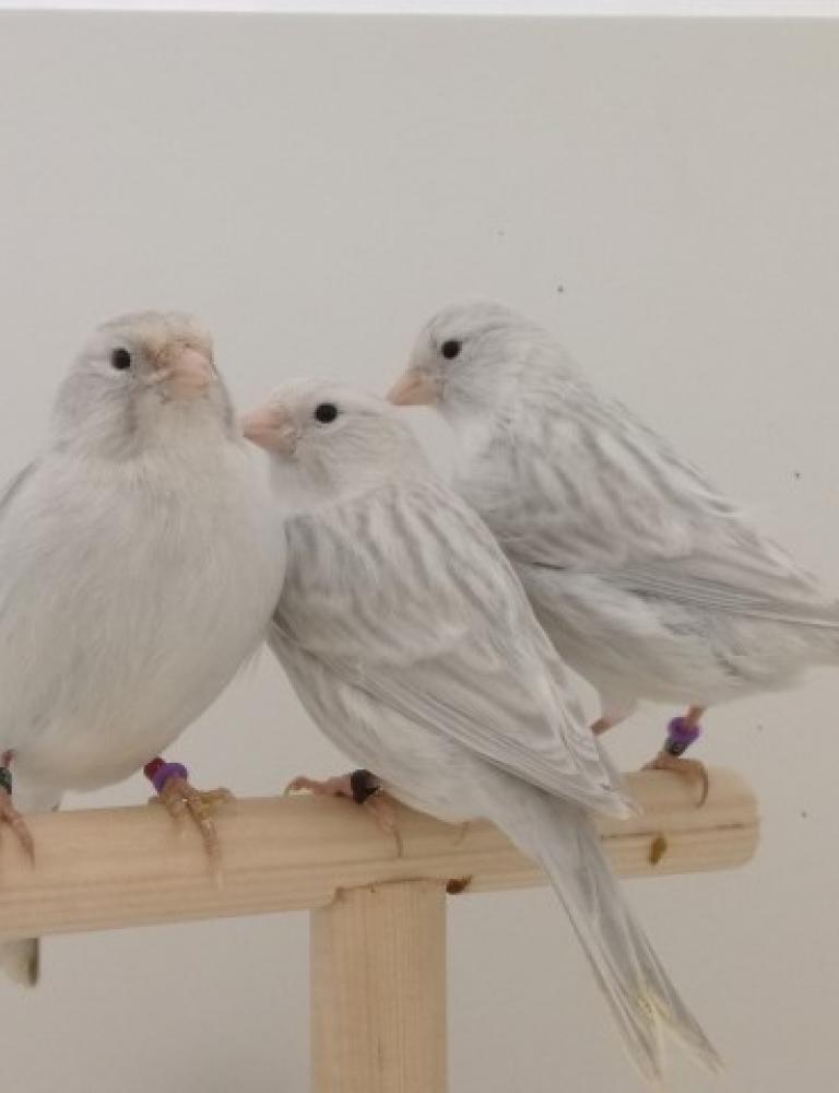 Kanaries en andere