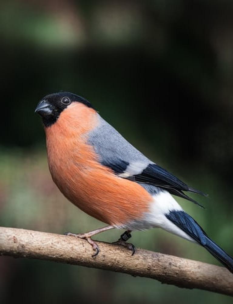 Europese vogels