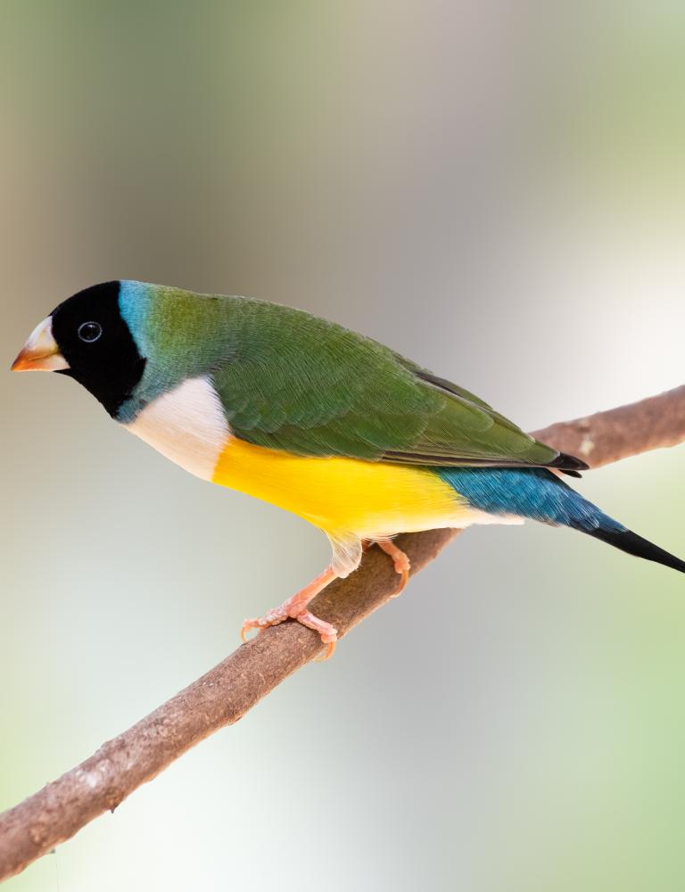 Australische vogels
