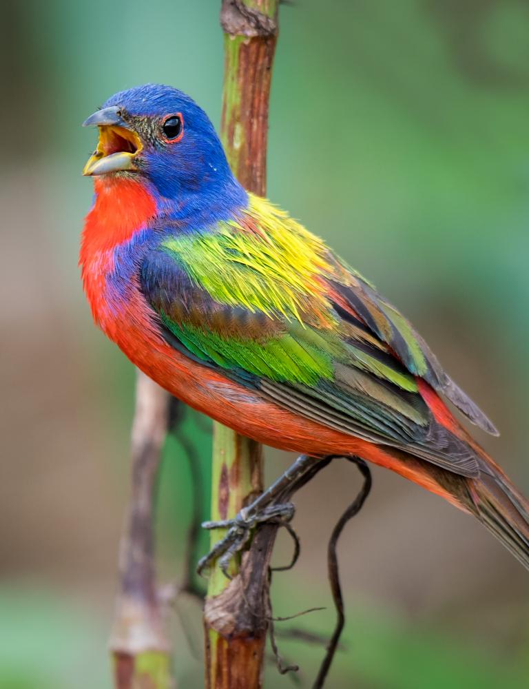 Amerikaanse vogels
