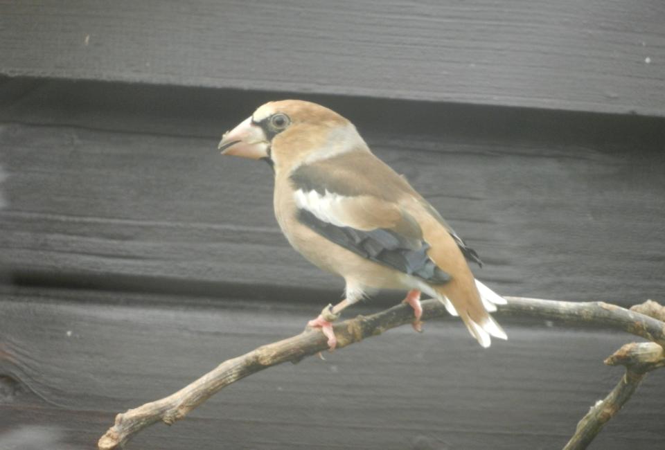 Appelvink