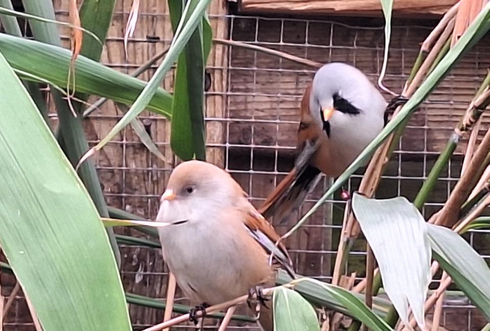Bearded Reedling