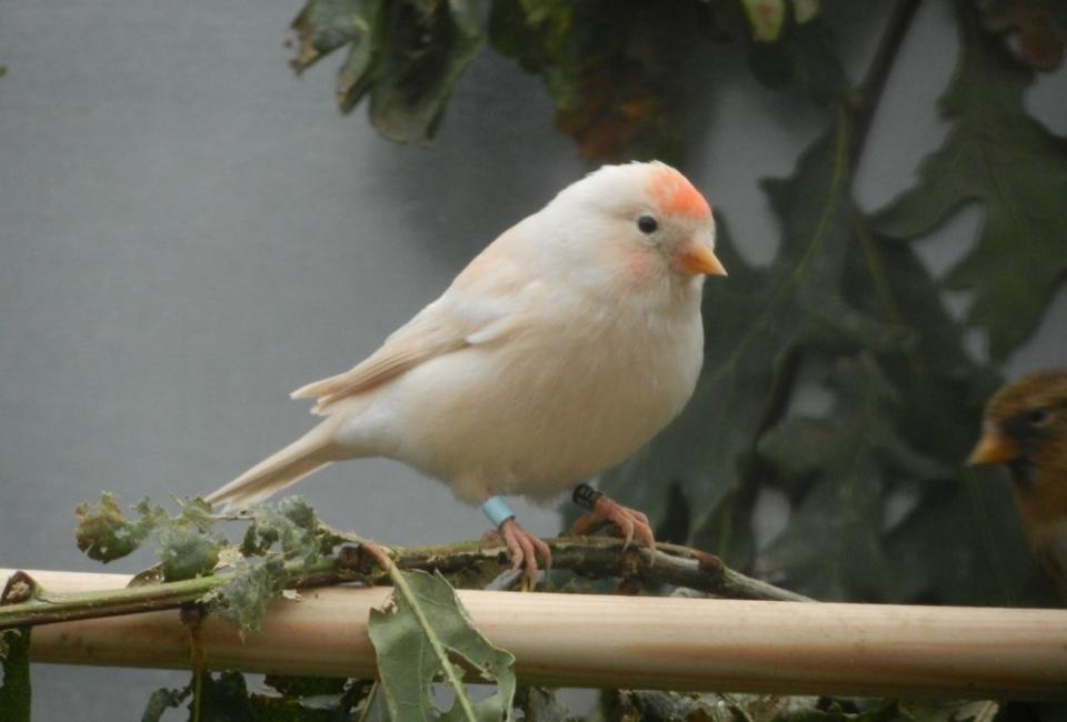 Lesser Redpoll mutation isabel