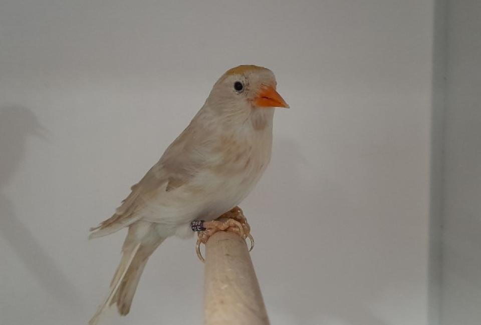 Major Redpoll mutation isabel