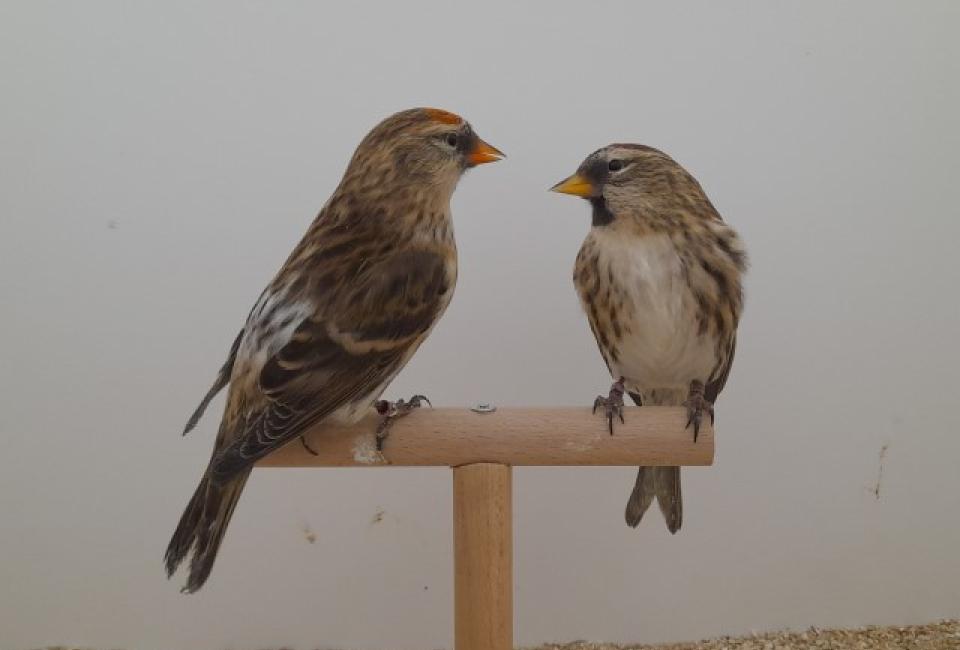 Barmsijs Noordse