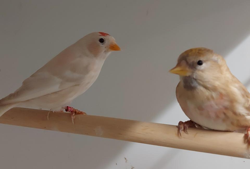 Barmsijs Noordse mutatie