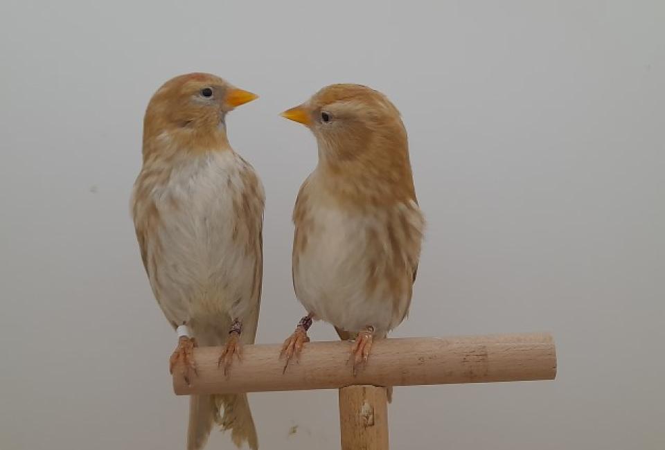 Barmsijs Noordse mutatie