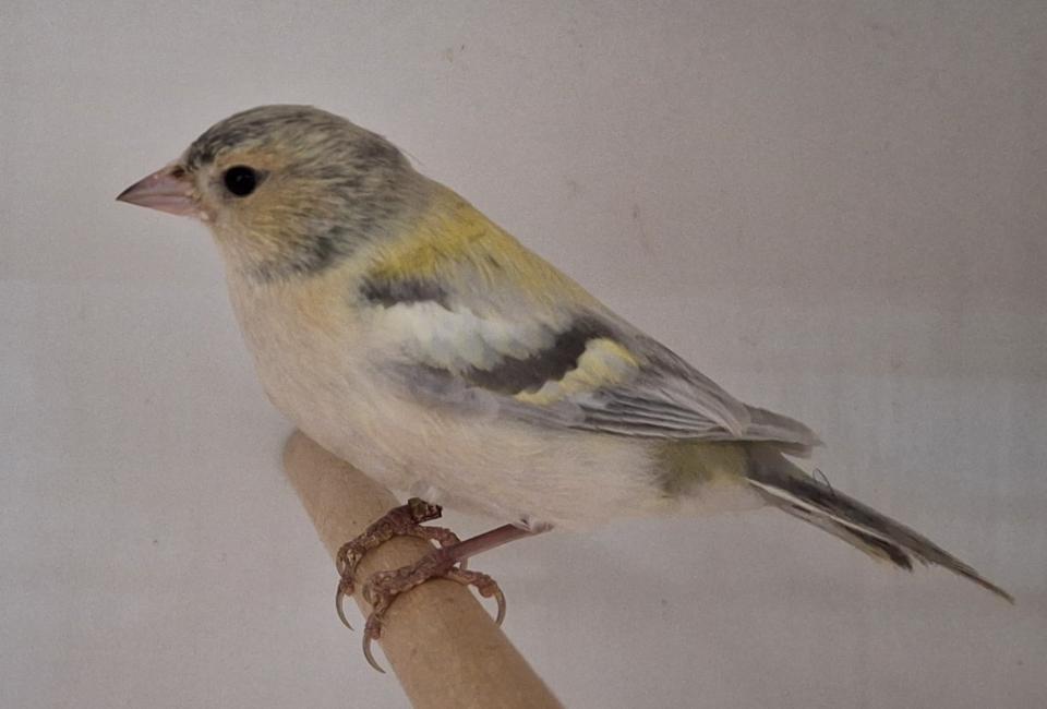 Chaffinch mutation opal