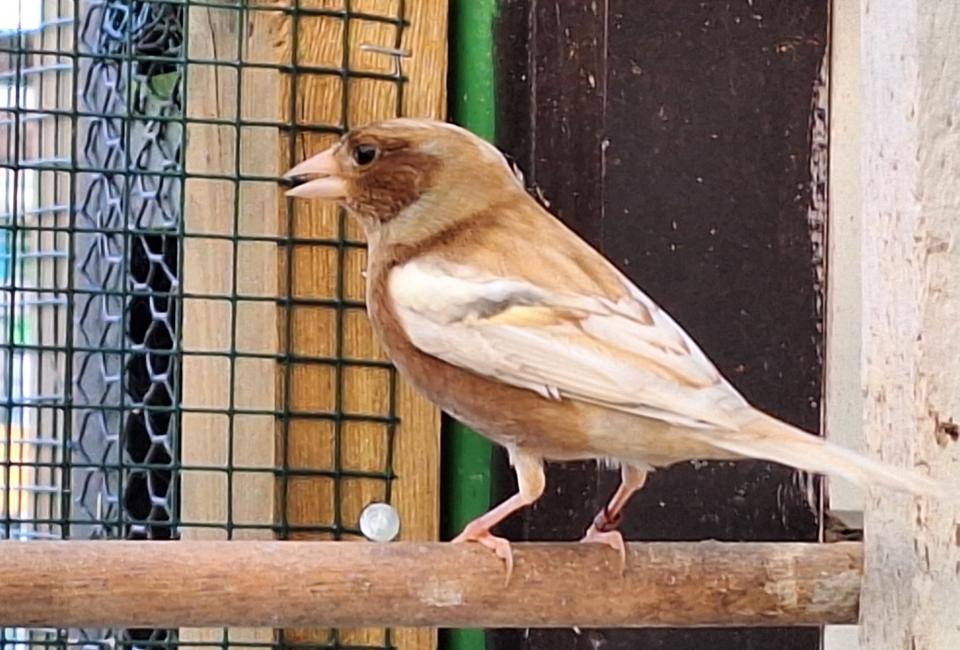 Chaffinch mutation