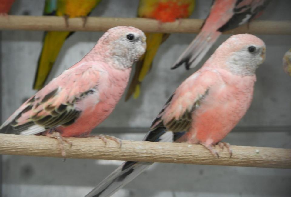 Bourke's parrot