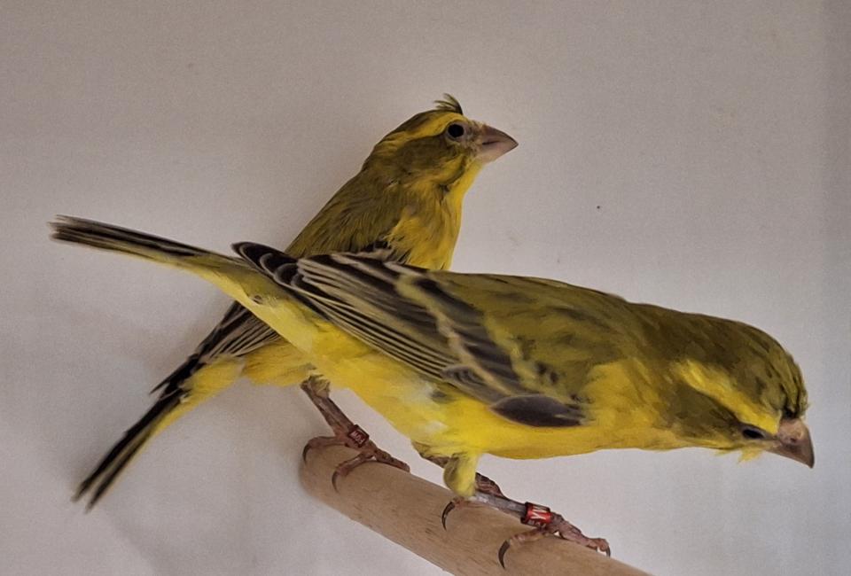 Serin de Sainte-Hélène