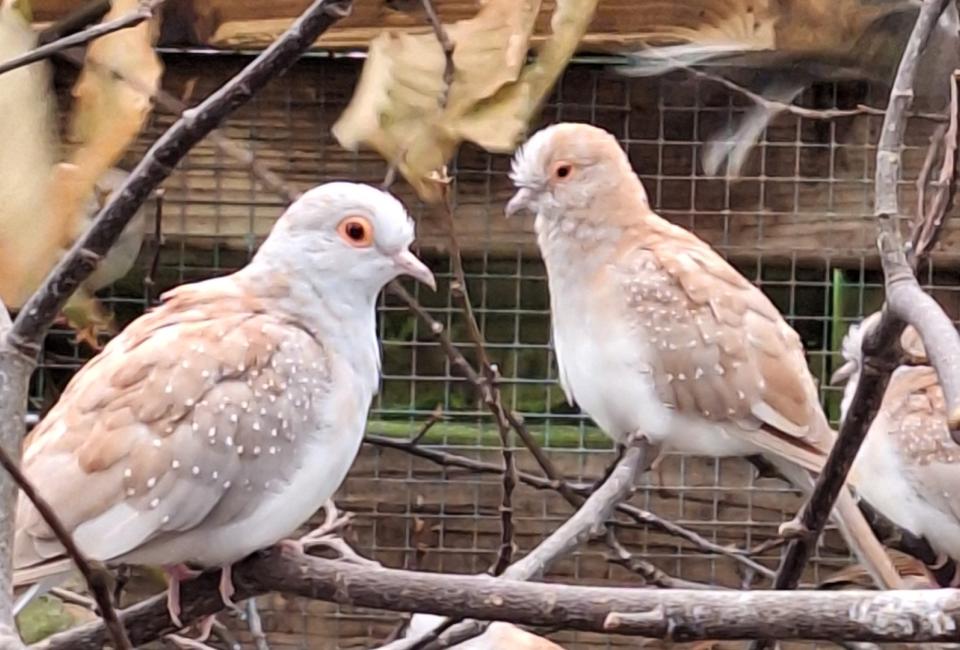 Diamant dove
