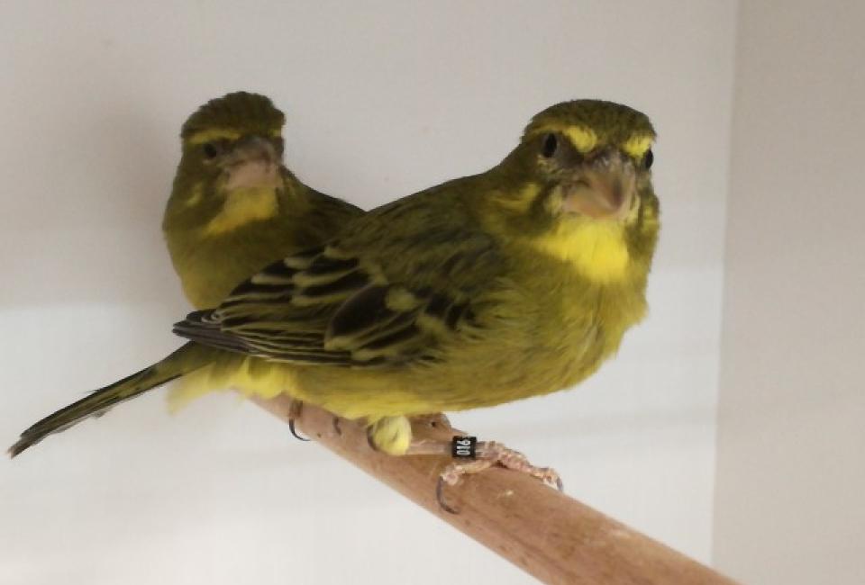 Serin soufré
