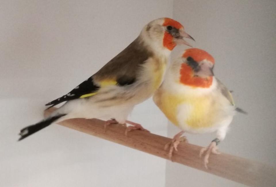 Distelvink Noordse mutatie
