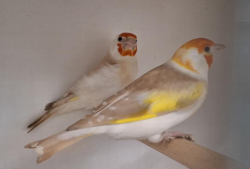 Distelvink Noordse mutatie