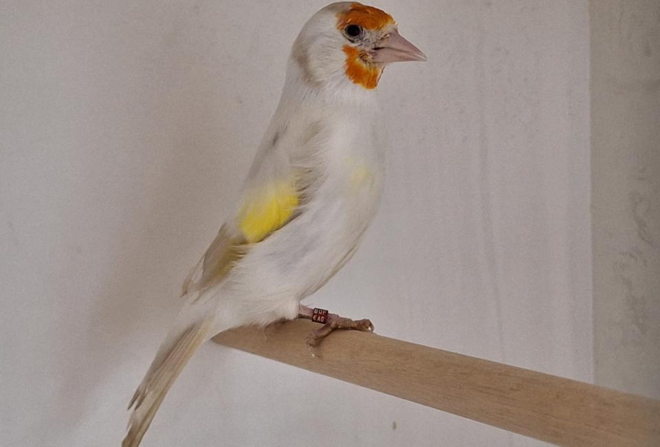 Major goldfinch mutation