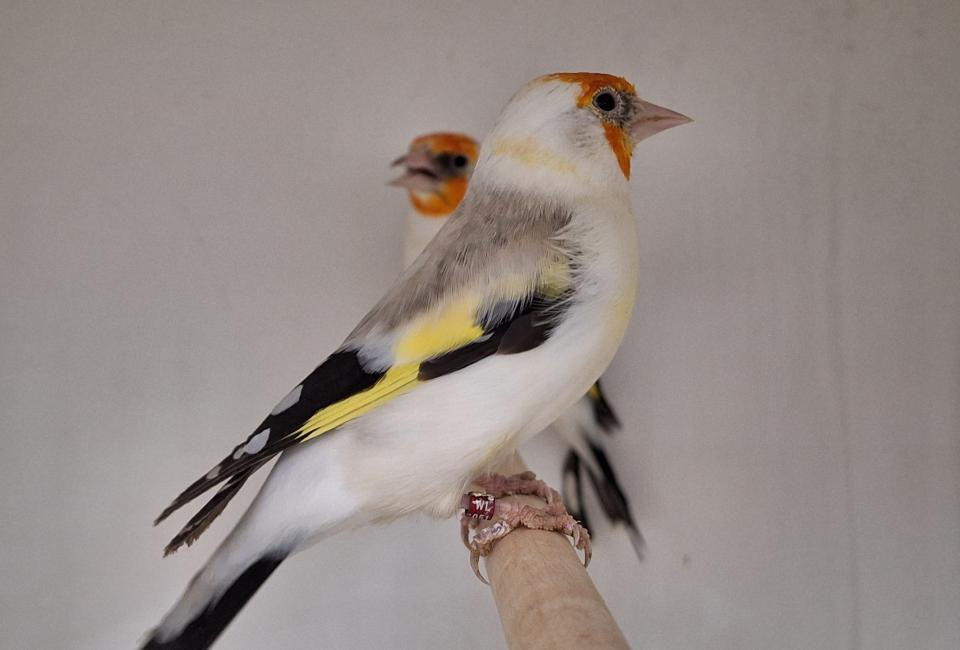 Major goldfinch
