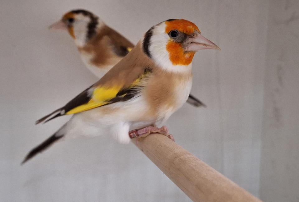 Major goldfinch mutation brown