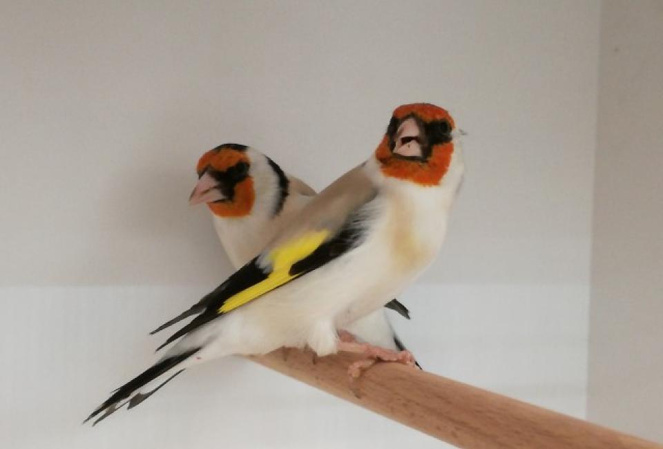 Distelvink Noordse mutatie