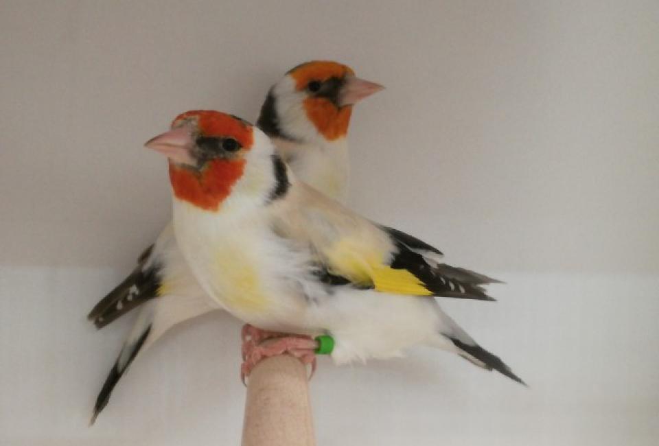 Major goldfinch