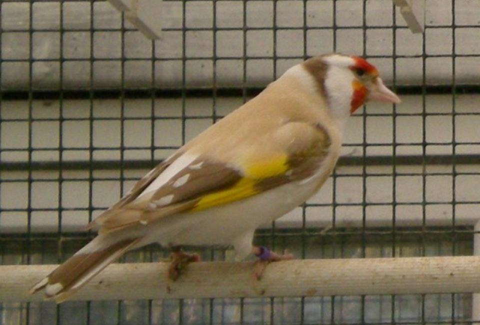 Major goldfinch