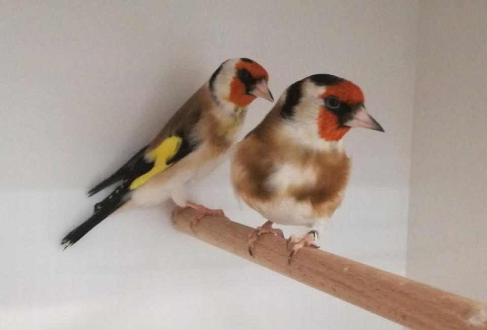 Major goldfinch