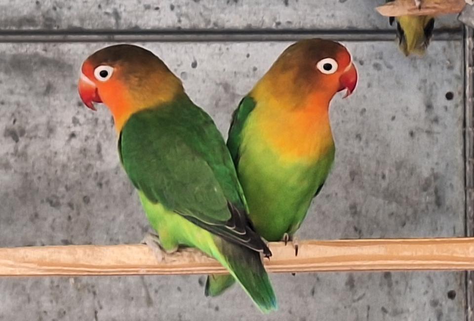 Agapornis fischeri