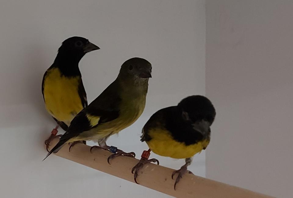 Tarin à ventre jaune