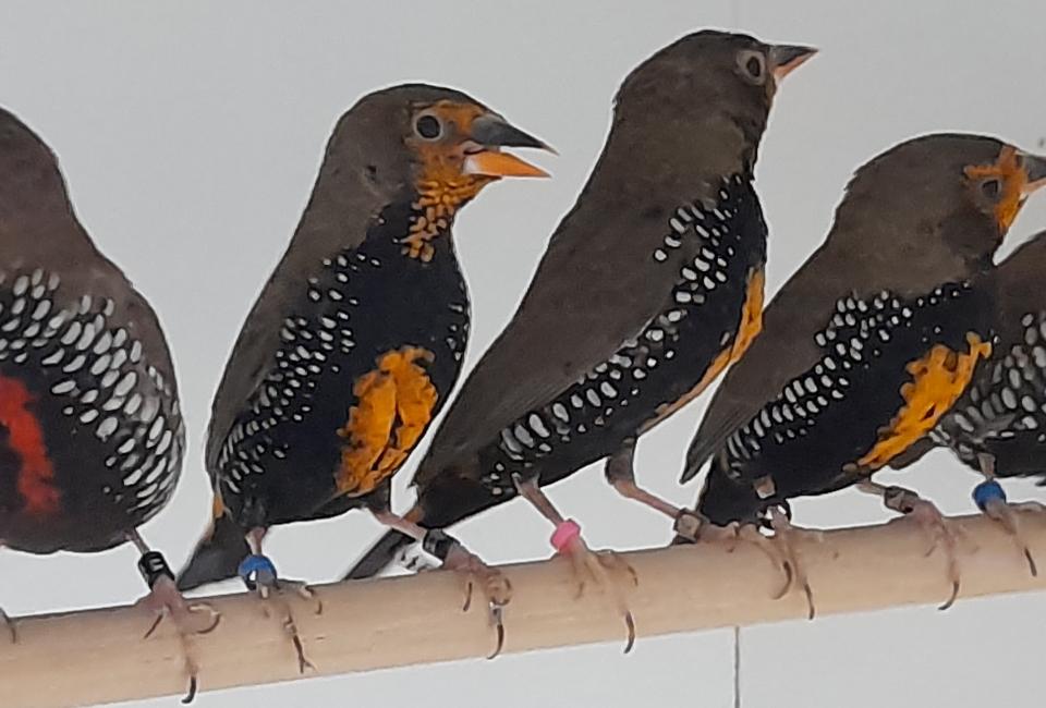 Painted firetail