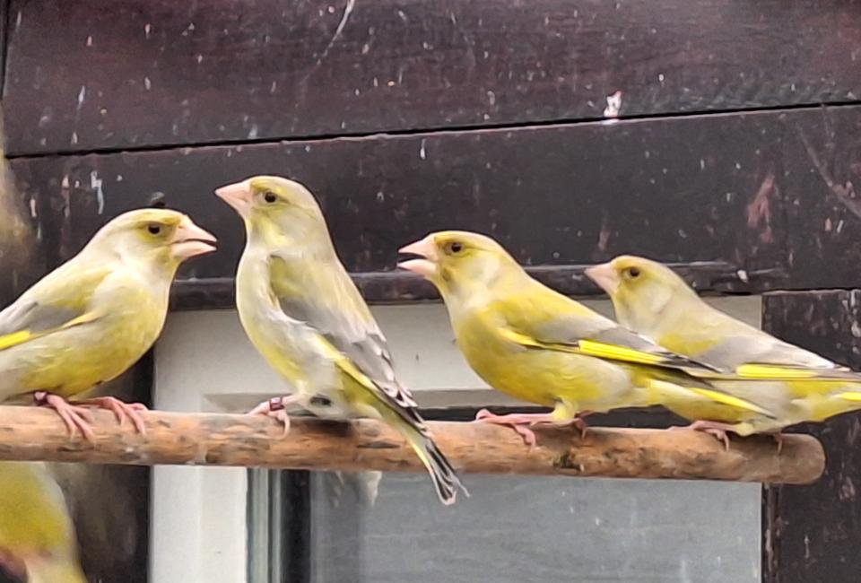 Greenfinch