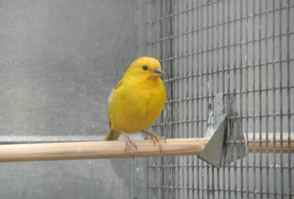 Saffron finch