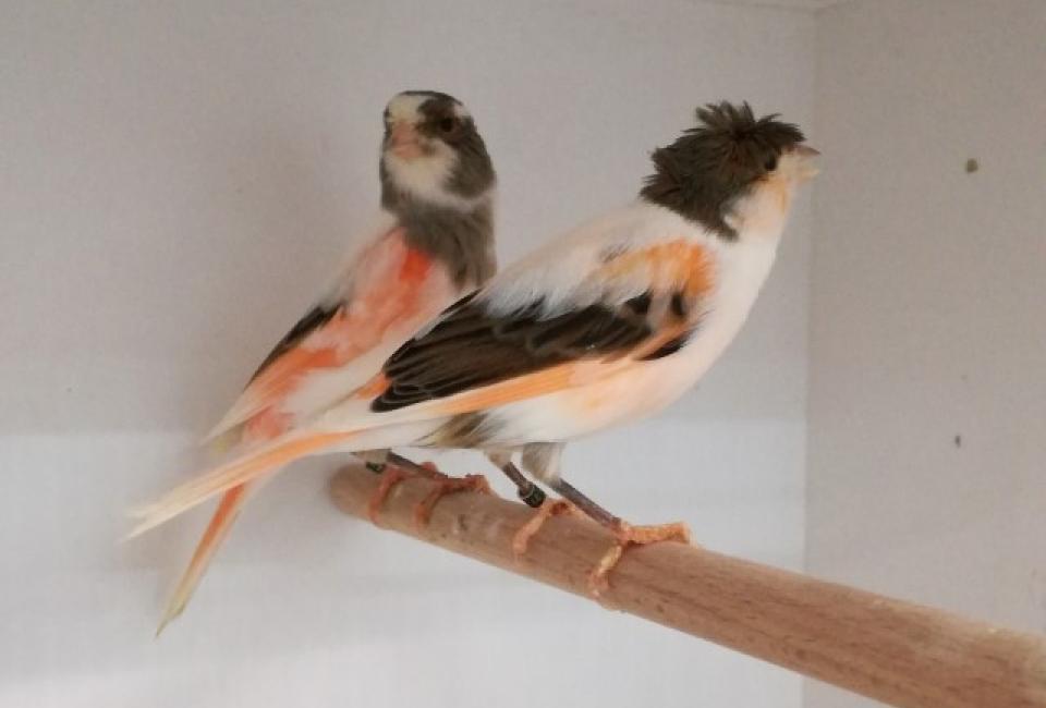 Harlekijn canary