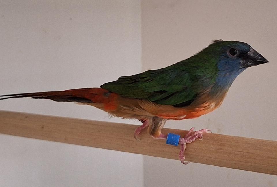 Indische nonpareil