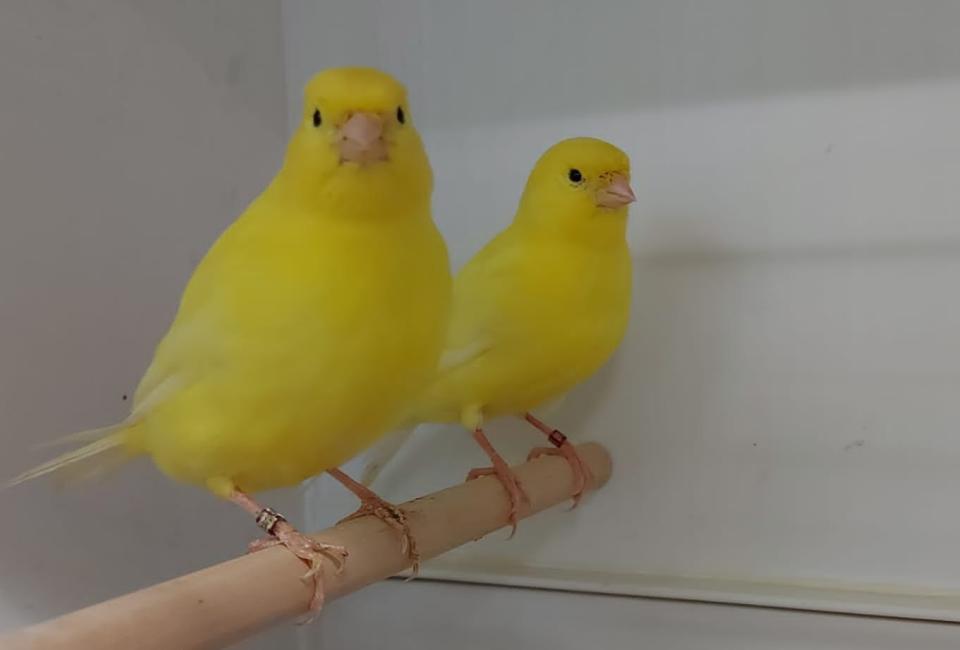 Yellow canary