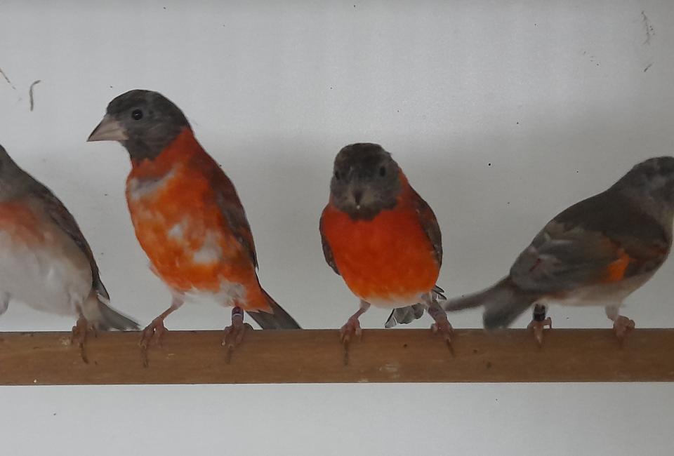 Red siskin