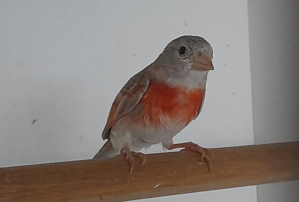Red siskin