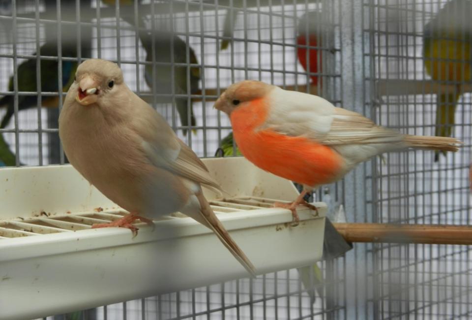 Major Bullfinch