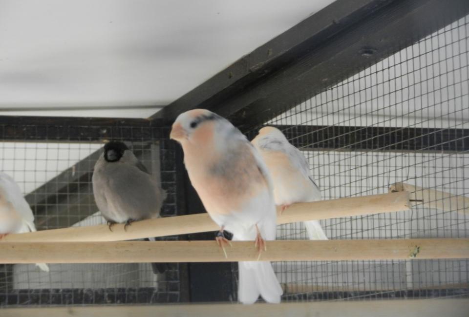 Noordse goudvink mutatie