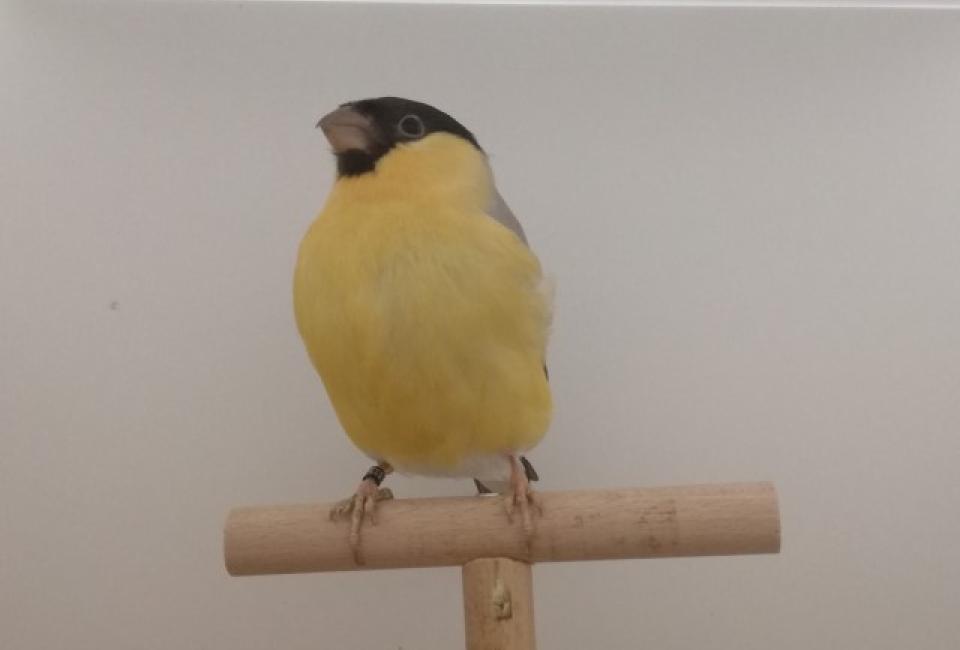 Noordse goudvink pastel geel