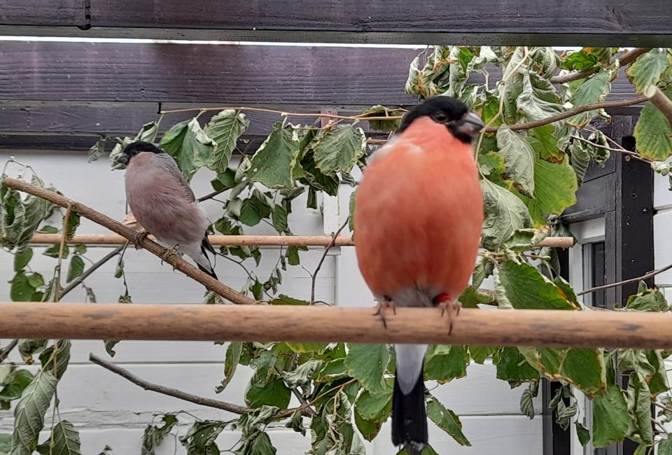 Major Bullfinch