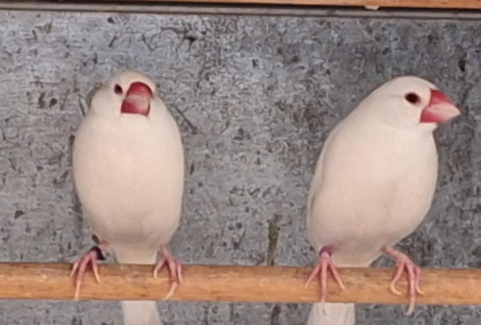 Rijstvogel 