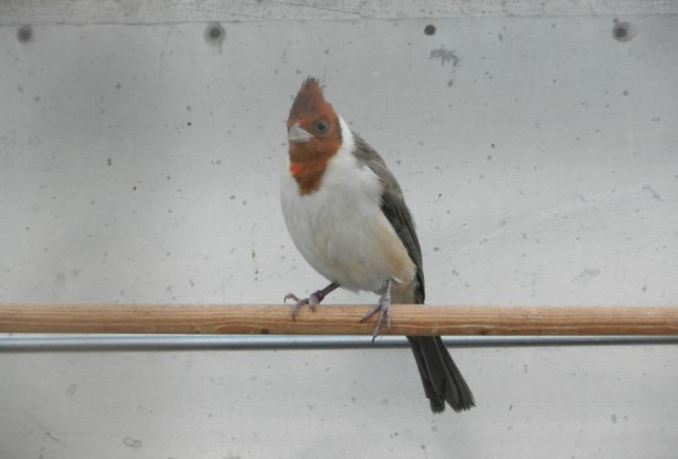 Red-crested Cardinal