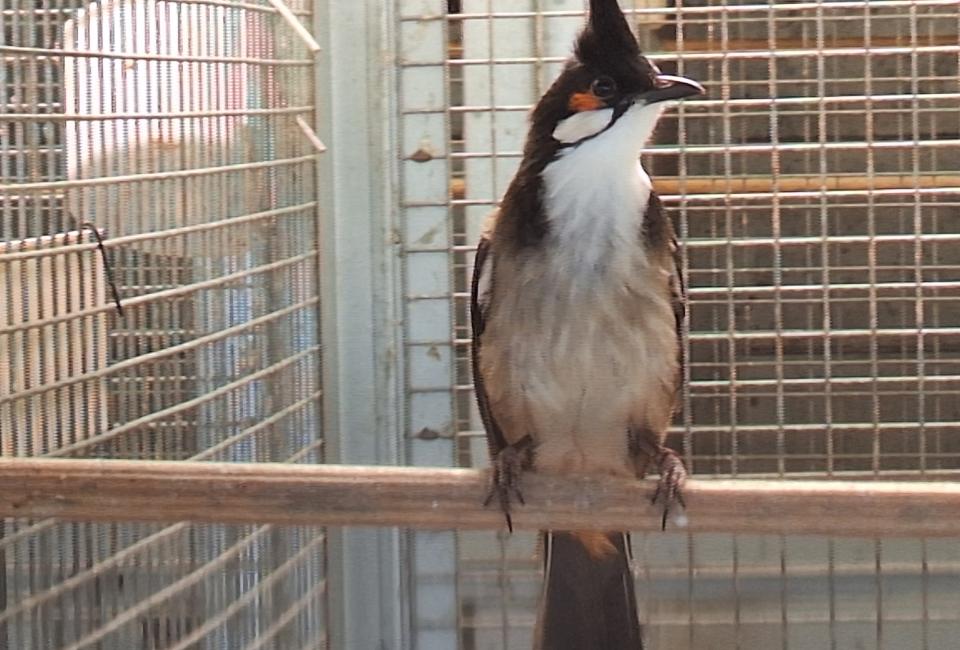 Roodoorbuulbuul