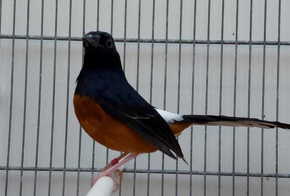 White rumped shama