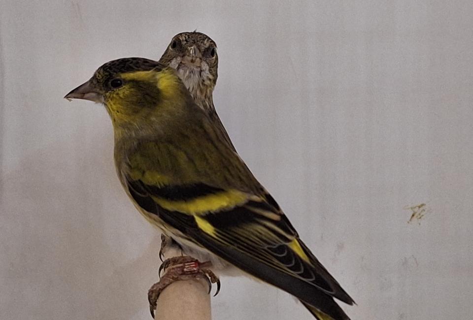 Siskin