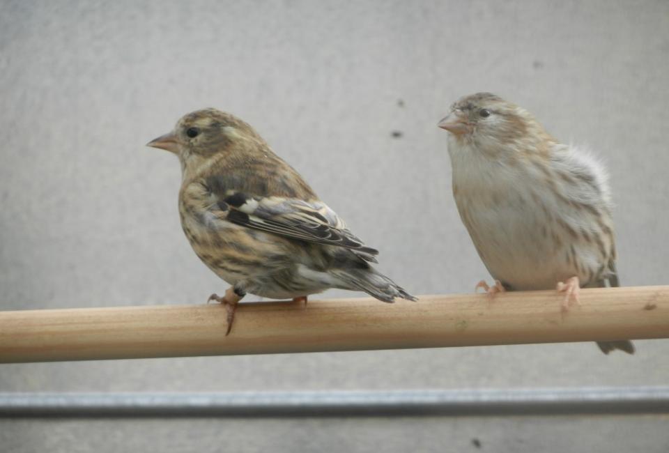 Siskin mutation ivory