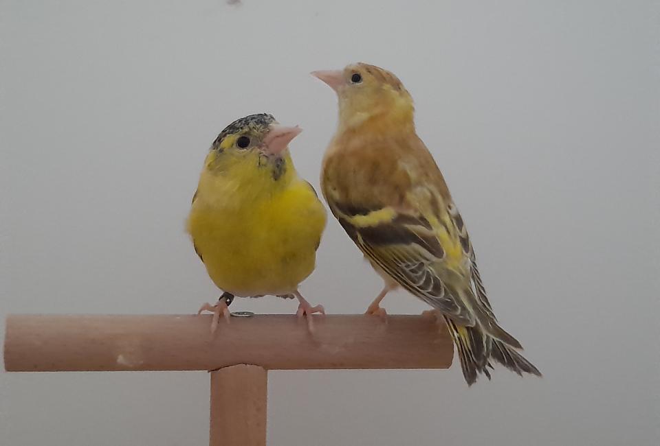 Sijs mutatie bruin topaze