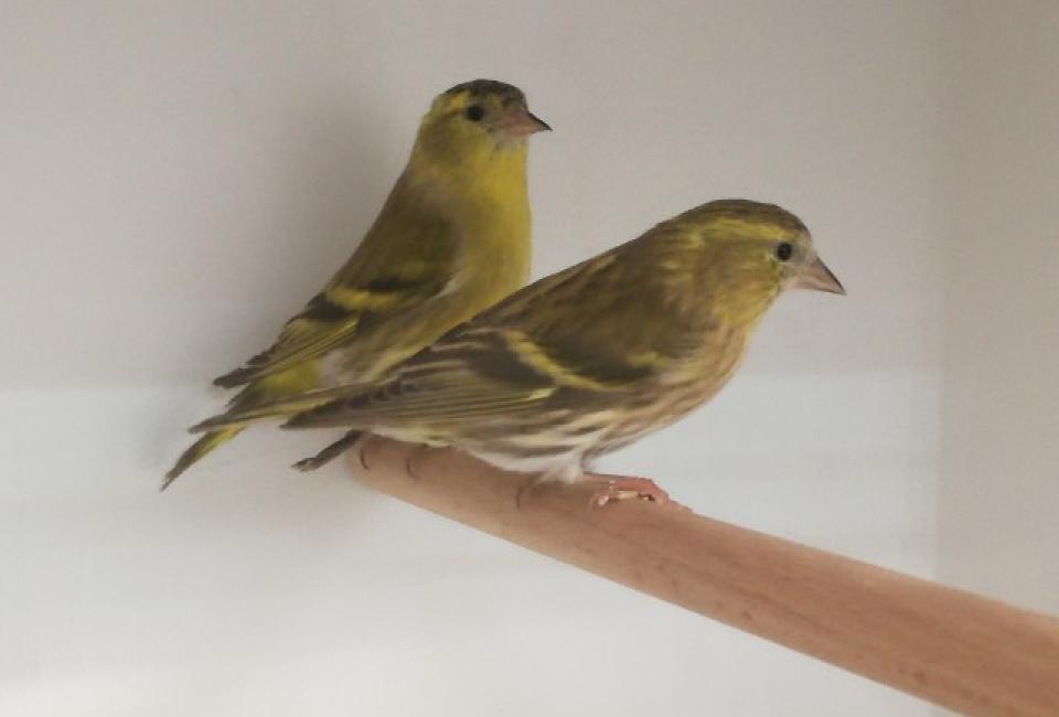 Siskin mutation brown