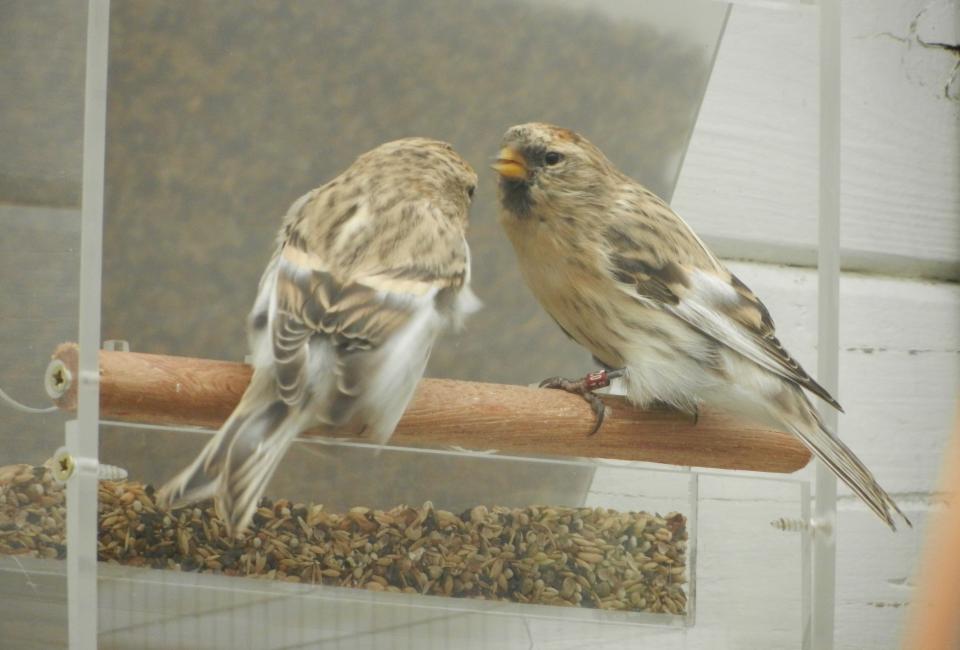 Arctic redpoll