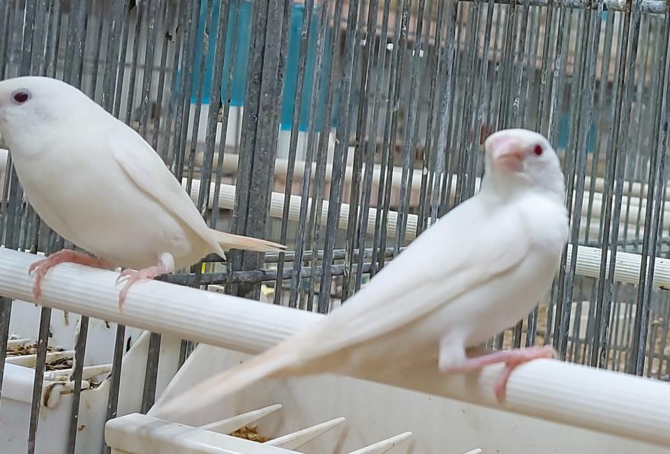 Capucin bec-d'argent